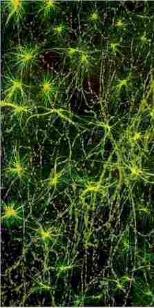 Nerve Cells